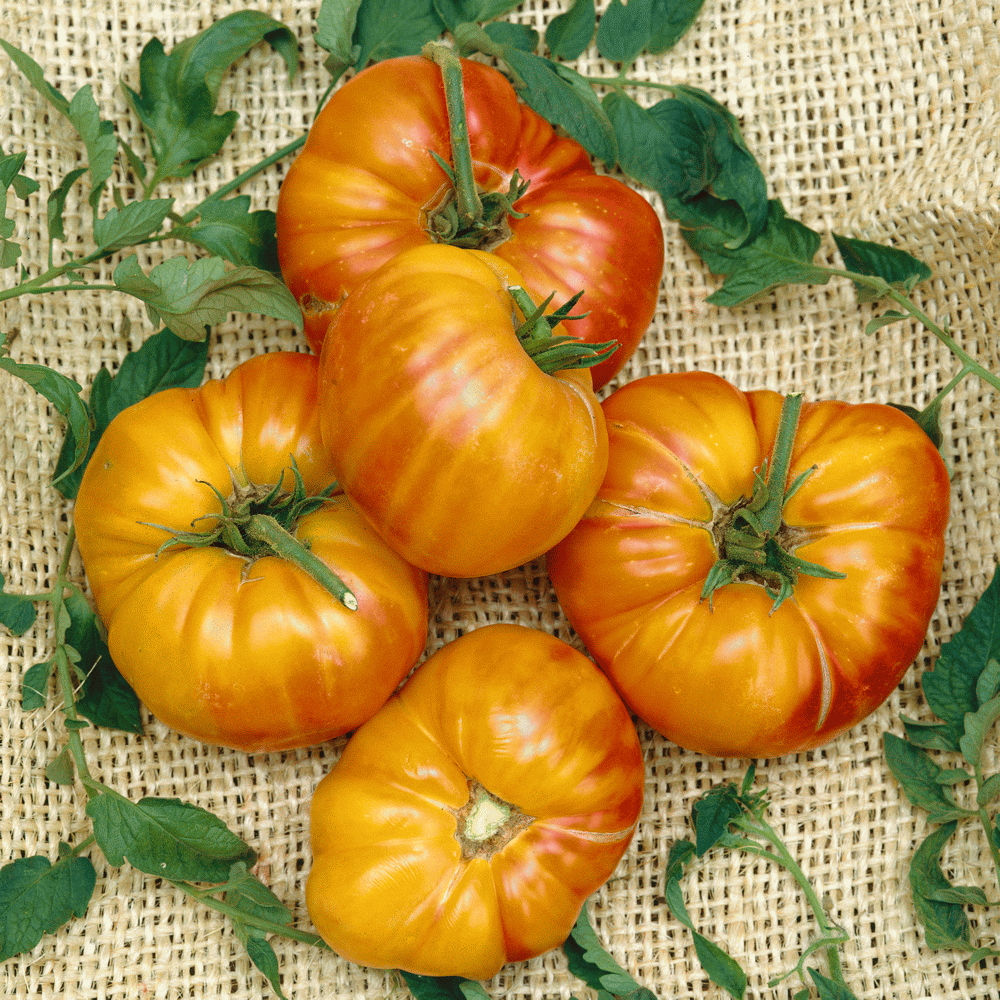 TOMATO - Pineapple seeds