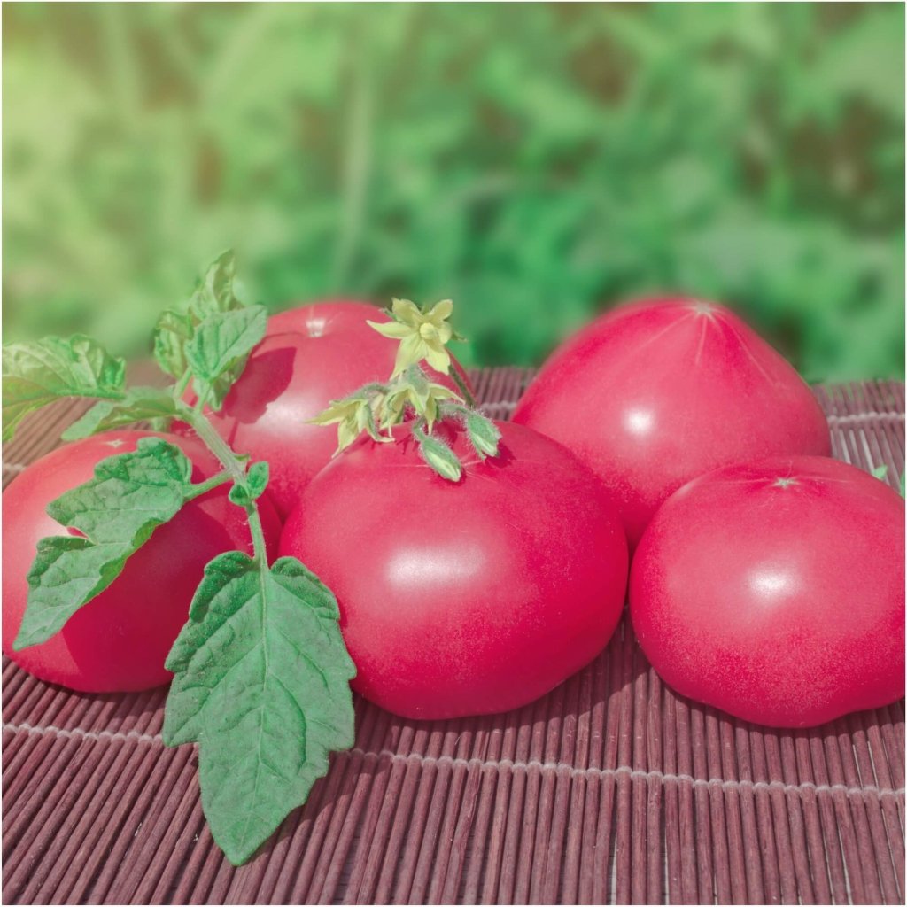 Tomato - Pink Delight seeds - Happy Valley Seeds