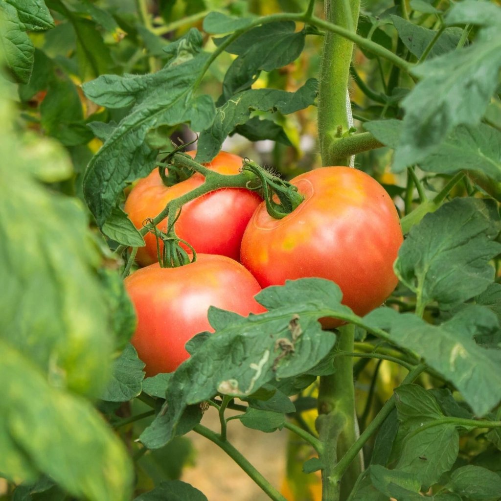 Tomato - Potato Leaf seeds - Happy Valley Seeds