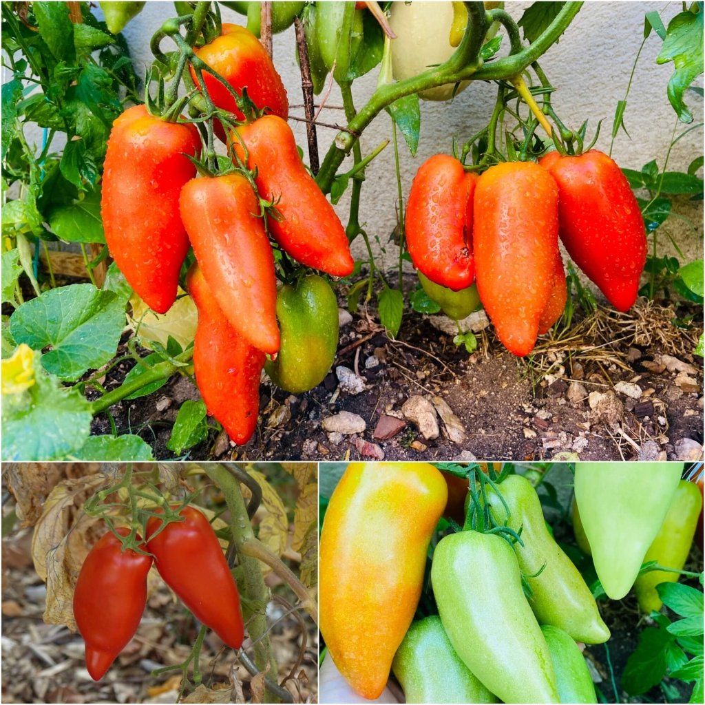 Tomato - Ram's Horn seeds - Happy Valley Seeds