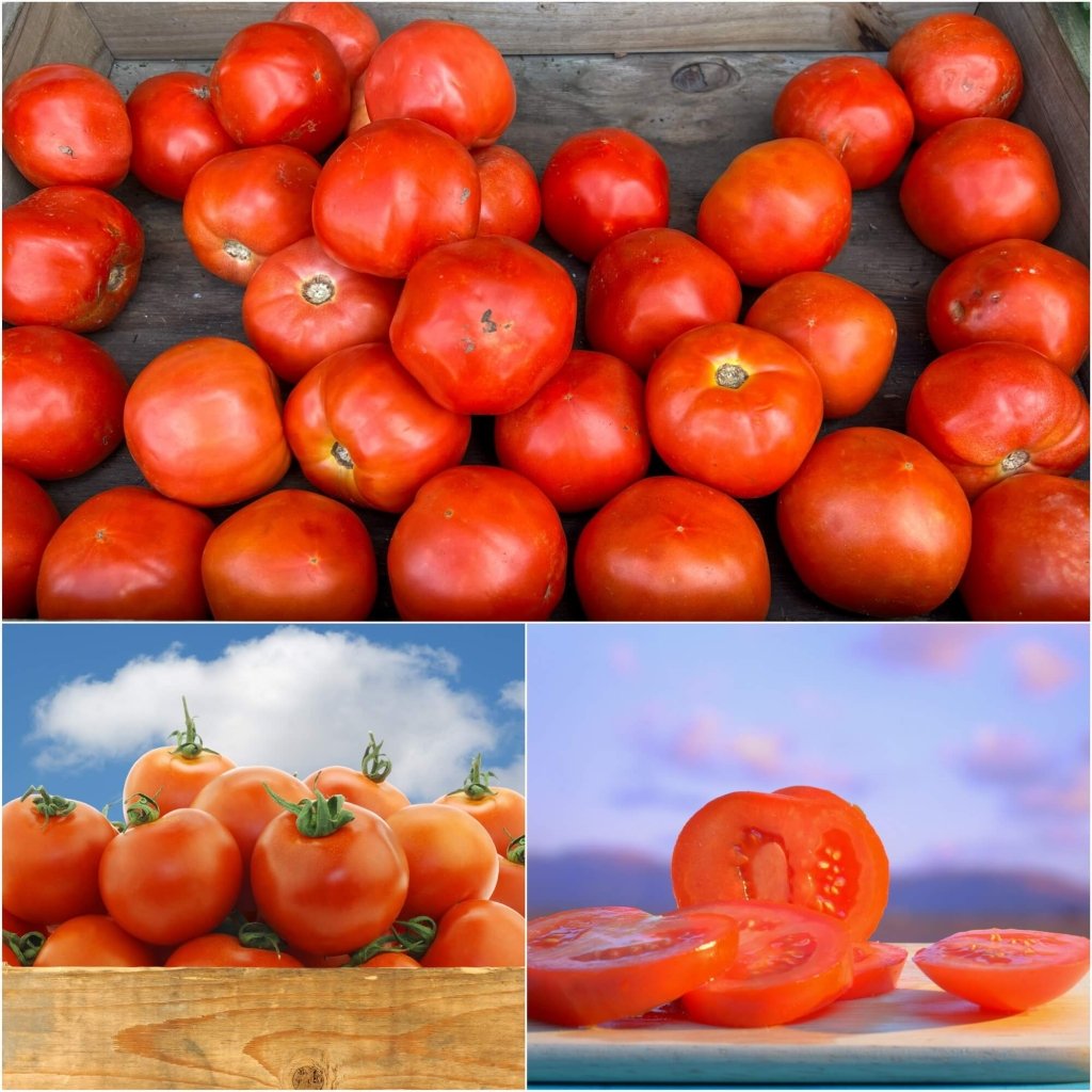 Tomato - Red Cloud seeds - Happy Valley Seeds