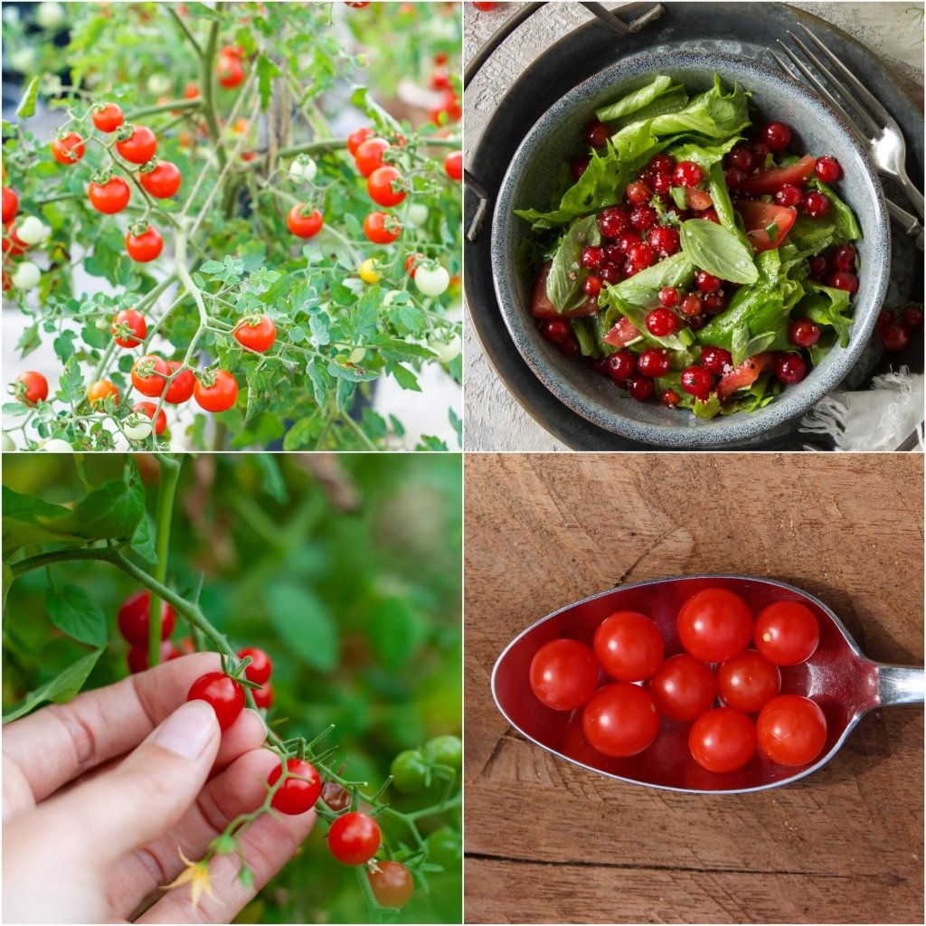 Tomato - Red Currant seeds - Happy Valley Seeds