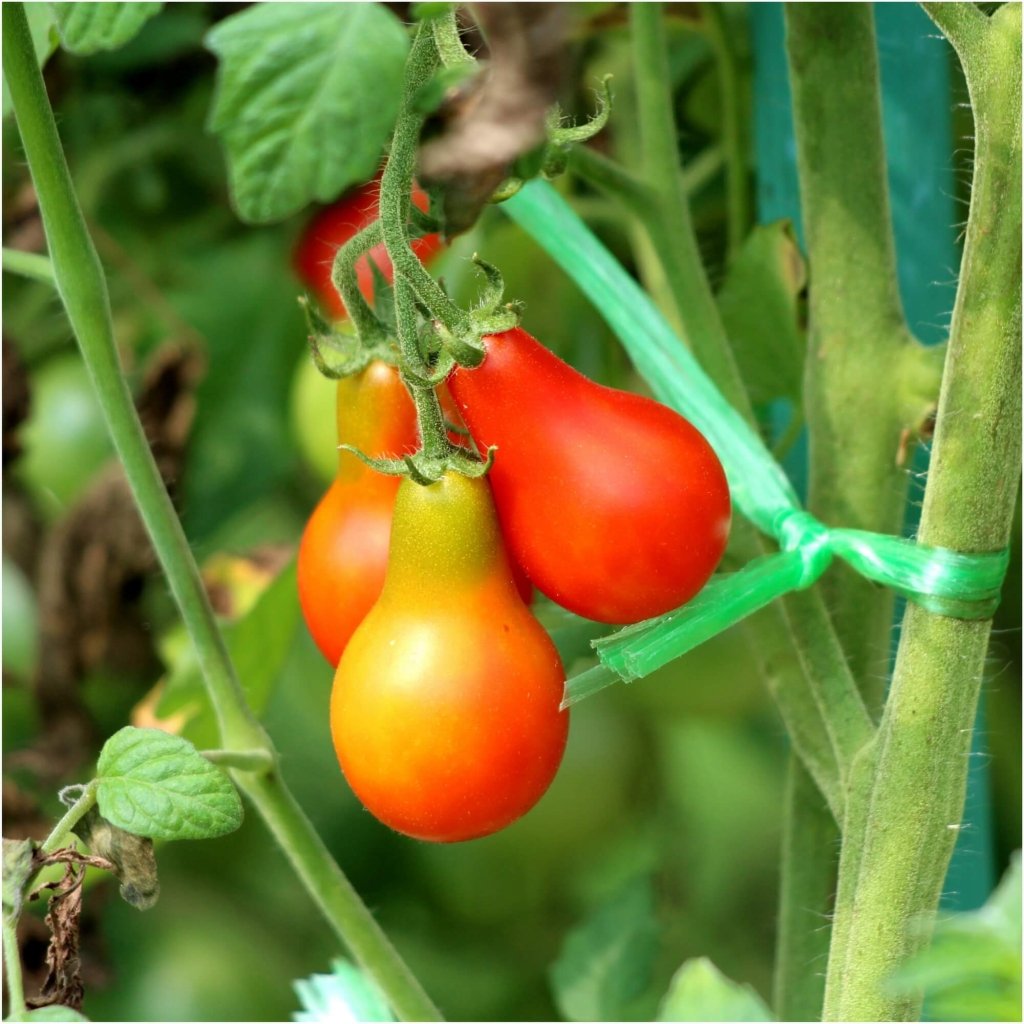 Tomato - Red Fig seeds - Happy Valley Seeds