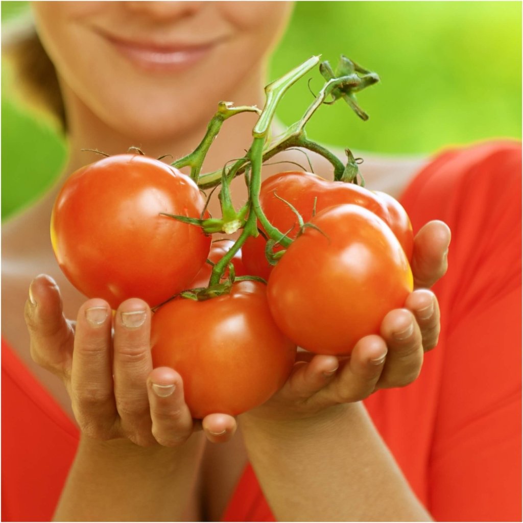 Tomato - Red Russian seeds - Happy Valley Seeds