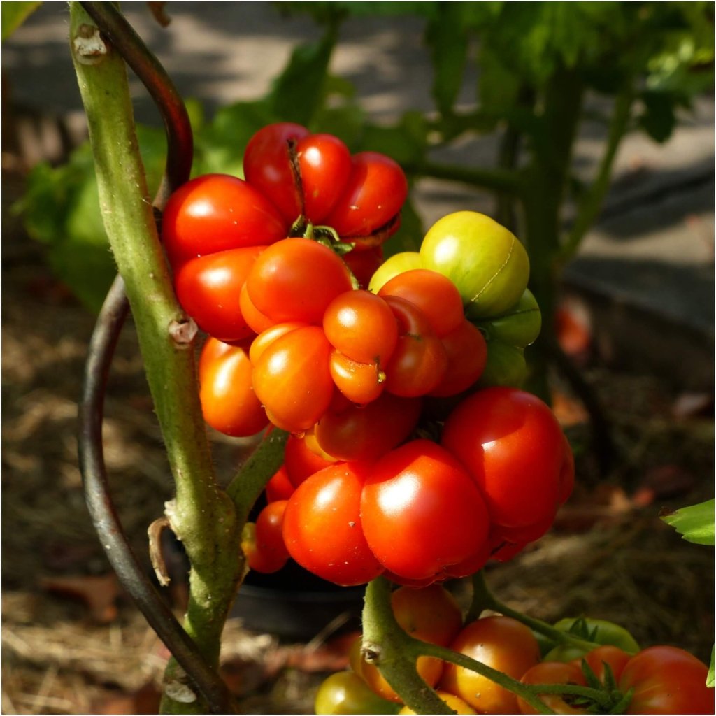 Tomato - Reisetomate seeds - Happy Valley Seeds