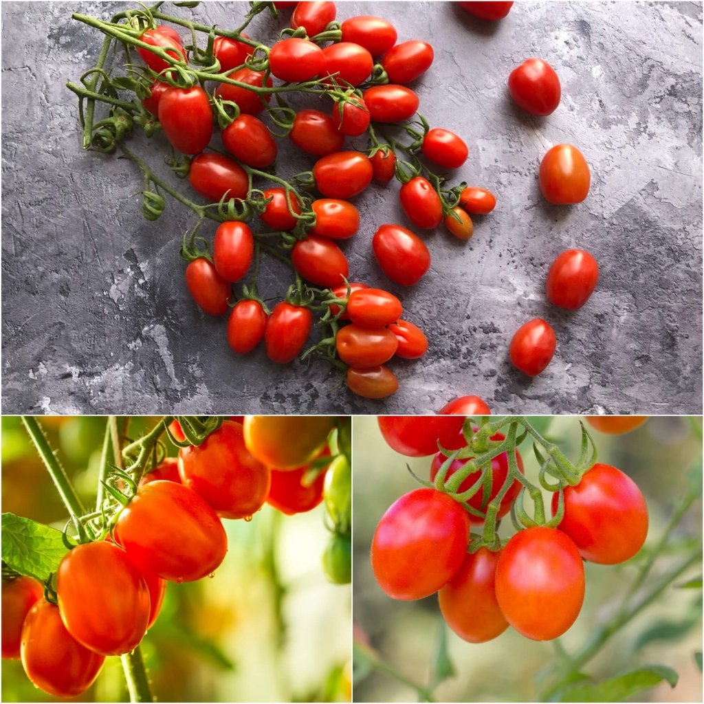 Tomato - Riesentraube seeds - Happy Valley Seeds