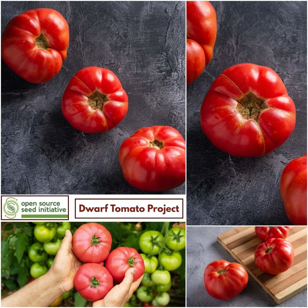 Tomato - Rosella Crimson seeds - Happy Valley Seeds