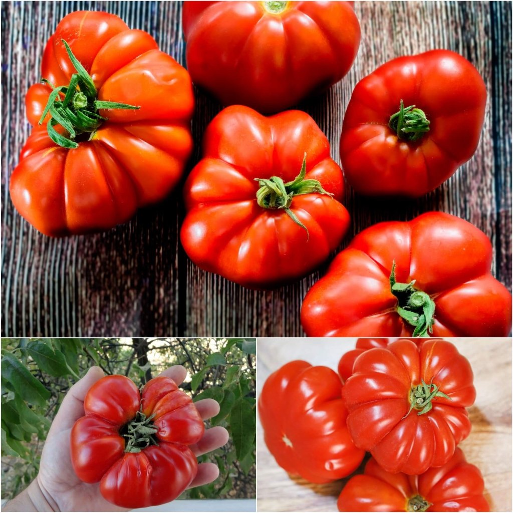 Tomato - Rouge De Marmande Improved seeds - Happy Valley Seeds