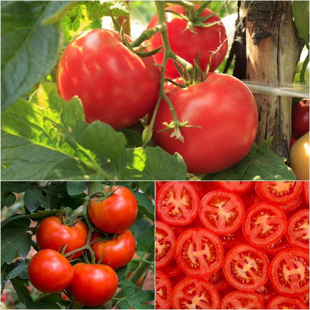 Tomato - Rumseys Red seeds - Happy Valley Seeds