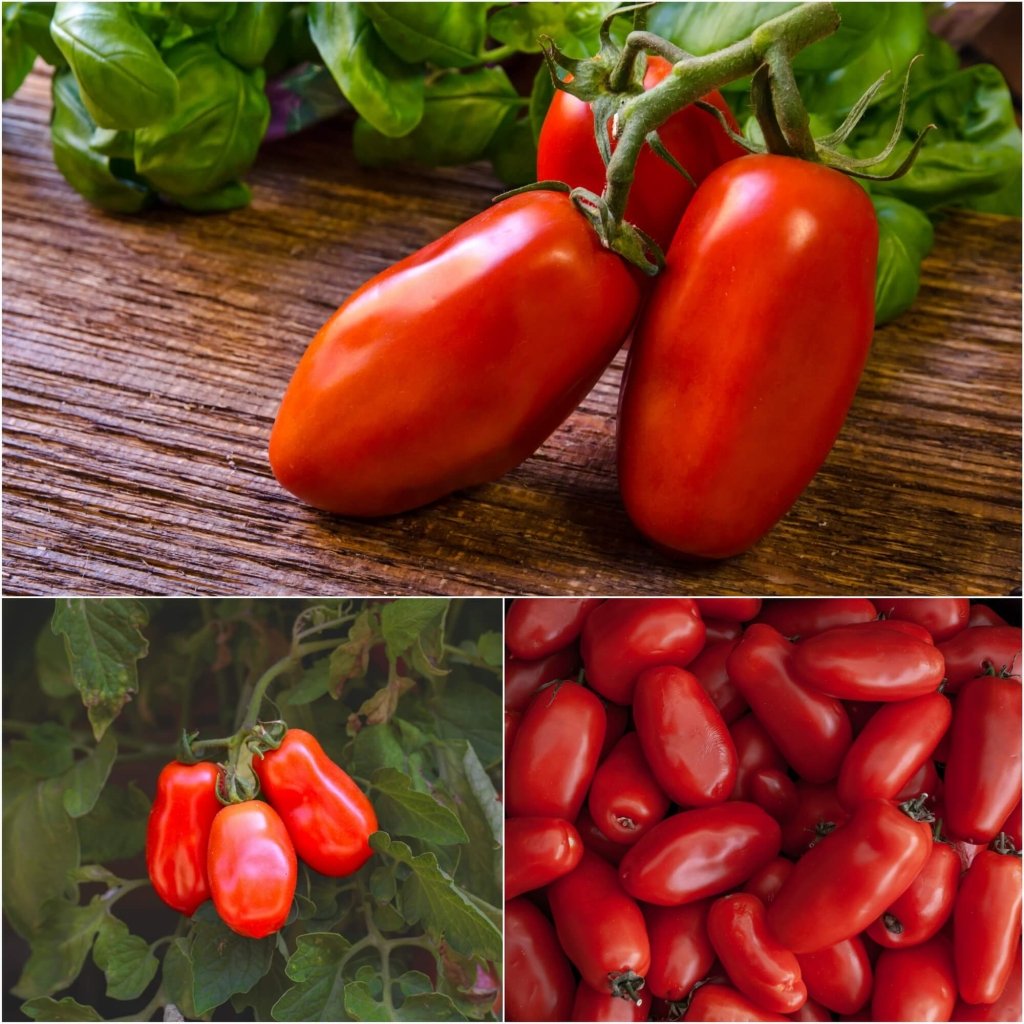 Tomato - San Marzano seeds - Happy Valley Seeds