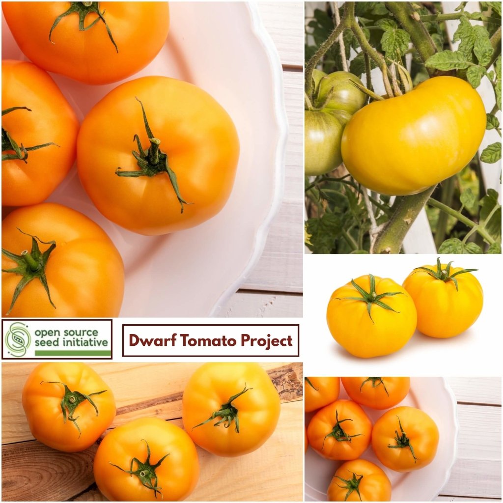 Tomato - Sean Yellow Dwarf seeds - Happy Valley Seeds