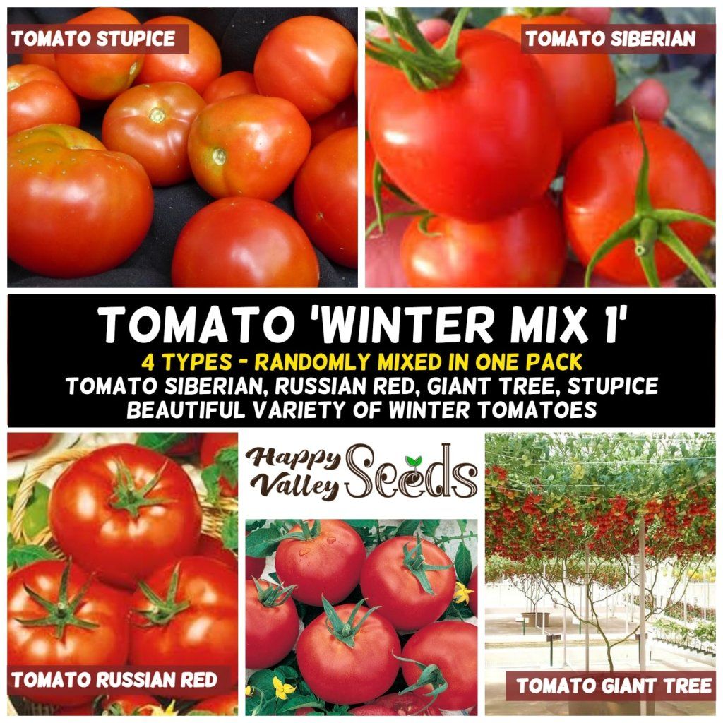 TOMATO seeds - Winter Mix 1