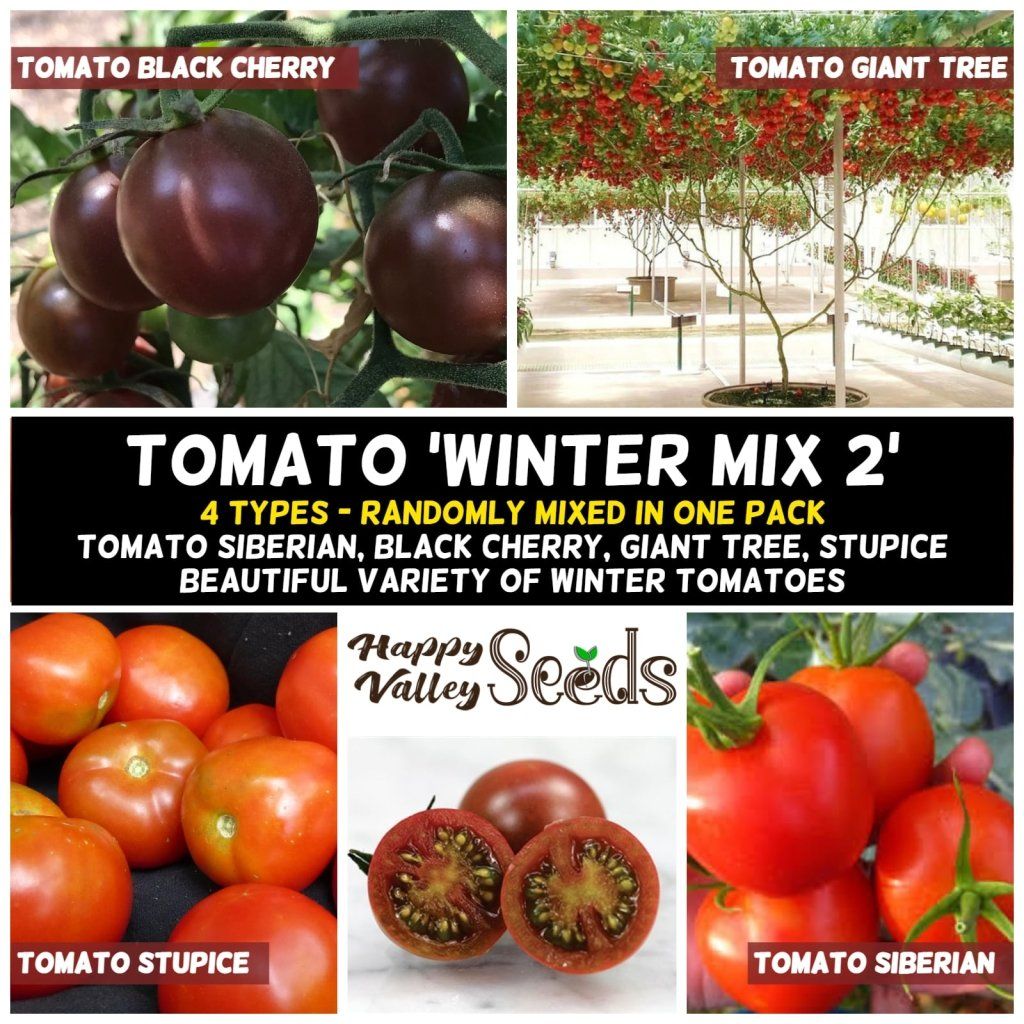 TOMATO seeds - Winter Mix 2