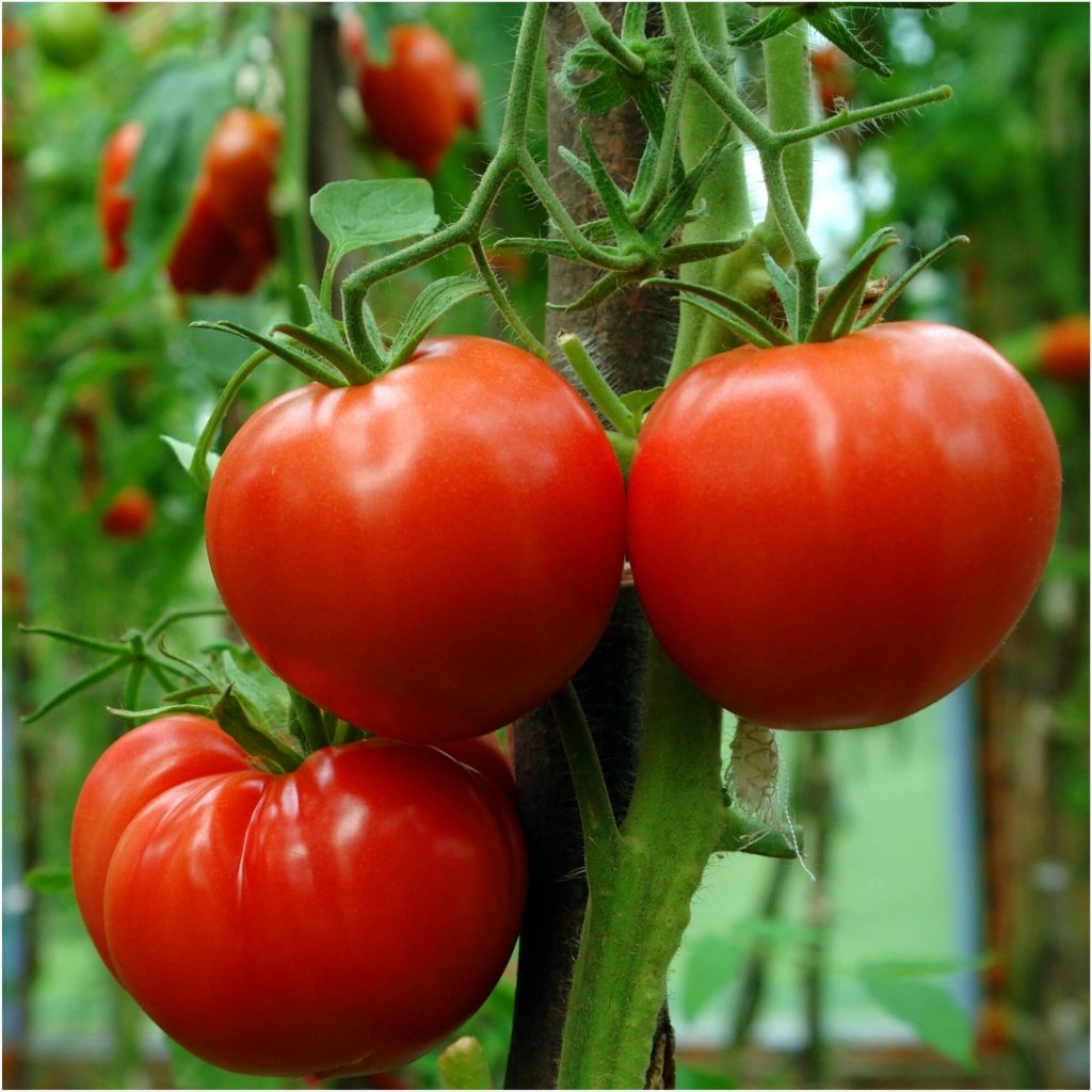 Tomato - Siberian seeds - Happy Valley Seeds