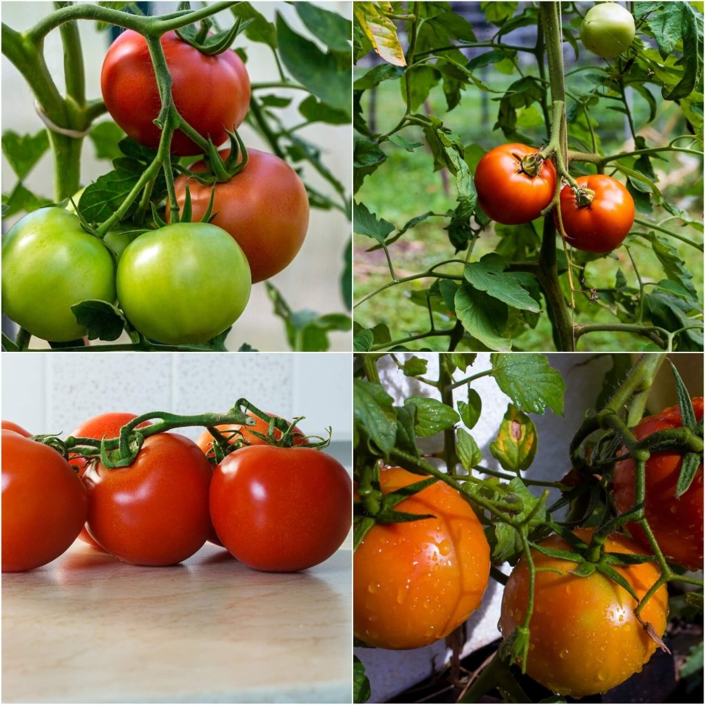 Tomato - Stupice seeds - Happy Valley Seeds