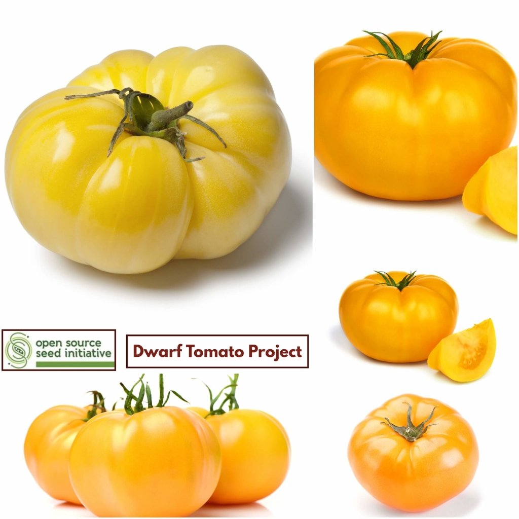 Tomato - Summertime Gold seeds - Happy Valley Seeds