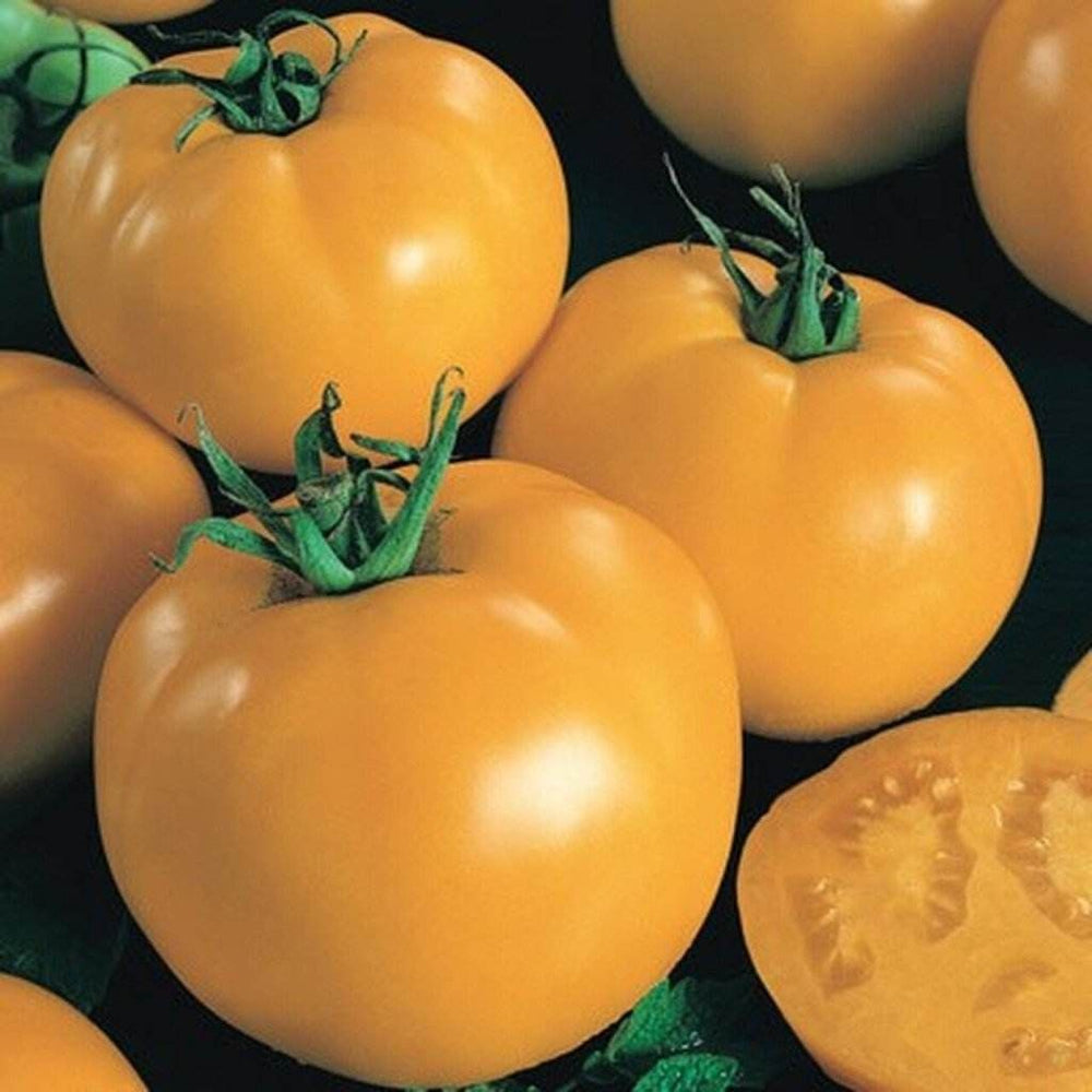 Buy Tomato Sunny Boy F1 seeds Online Happy Valley Seeds
