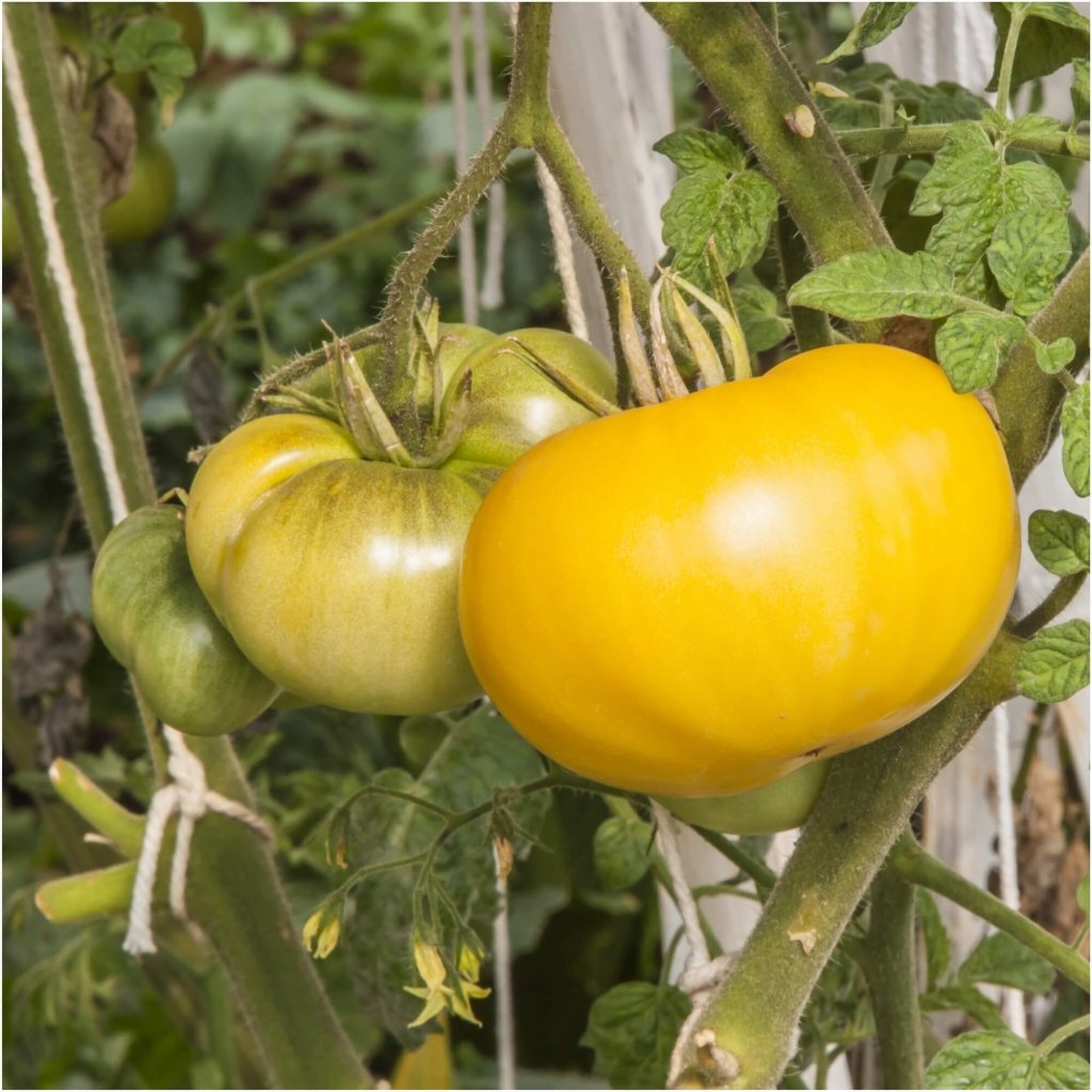 Tomato - Sunray (Golden Orange) seeds - Happy Valley Seeds