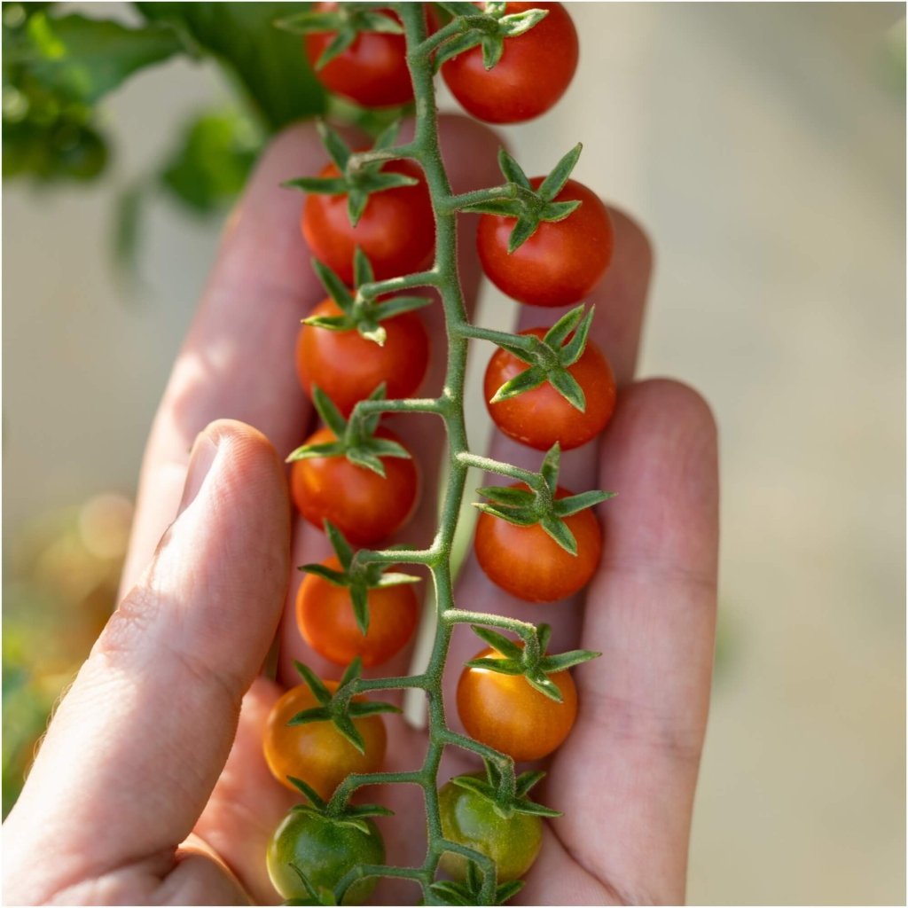 Tomato - Sweet Marbles seeds - Happy Valley Seeds