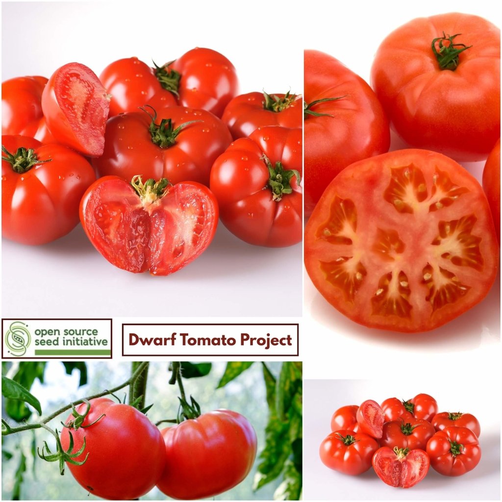 Tomato - Sweet Scarlet Dwarf seeds - Happy Valley Seeds