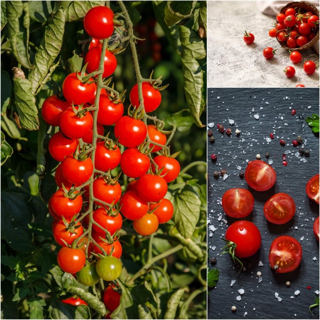 Tomato - Sweetie seeds - Happy Valley Seeds
