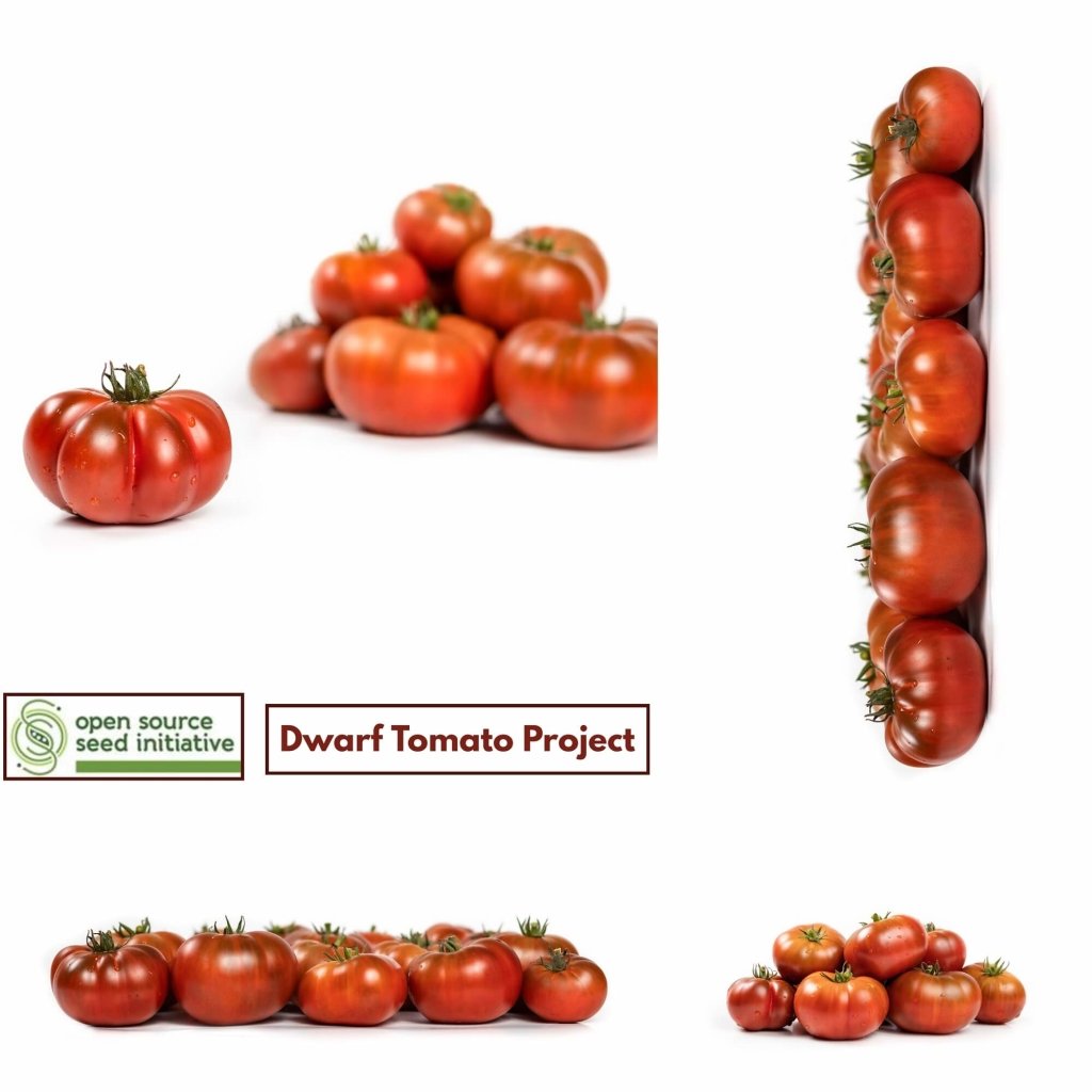 Tomato - Tasmanian Chocolate seeds - Happy Valley Seeds