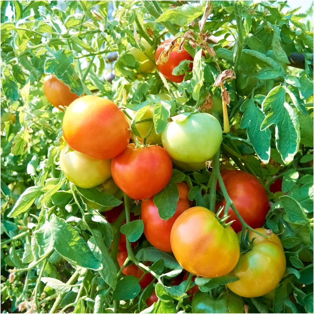 Tomato - Tatura Dwarf Globe seeds - Happy Valley Seeds