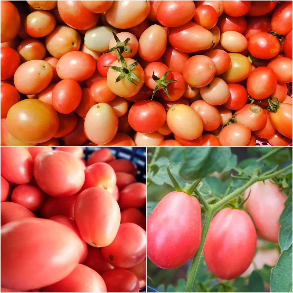 Tomato - Thai Pink Egg seeds - Happy Valley Seeds
