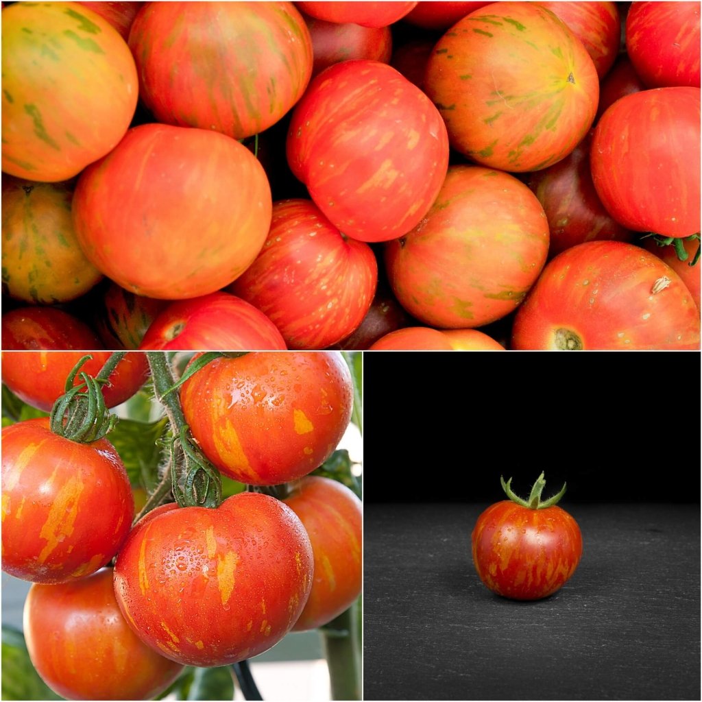 Tomato - Tigerella seeds - Happy Valley Seeds