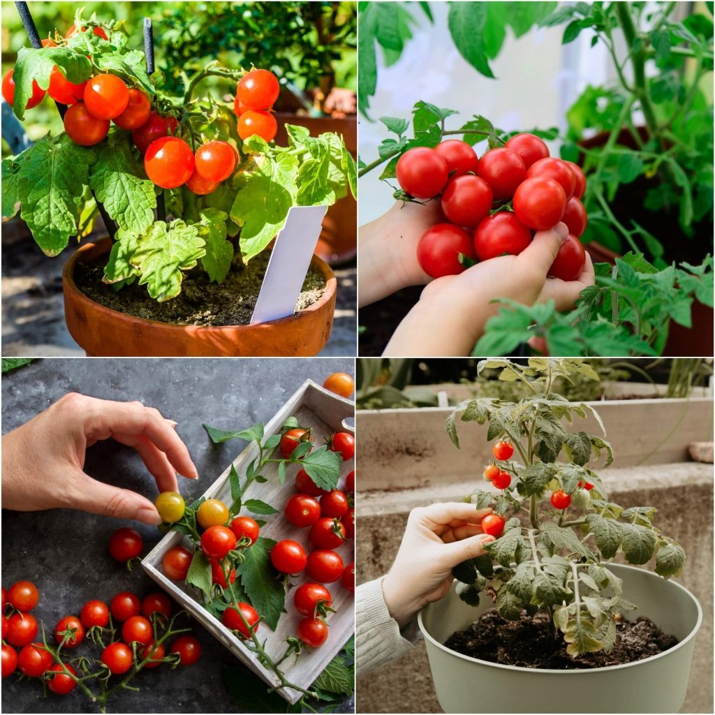 Tomato - Tiny Tim seeds - Happy Valley Seeds