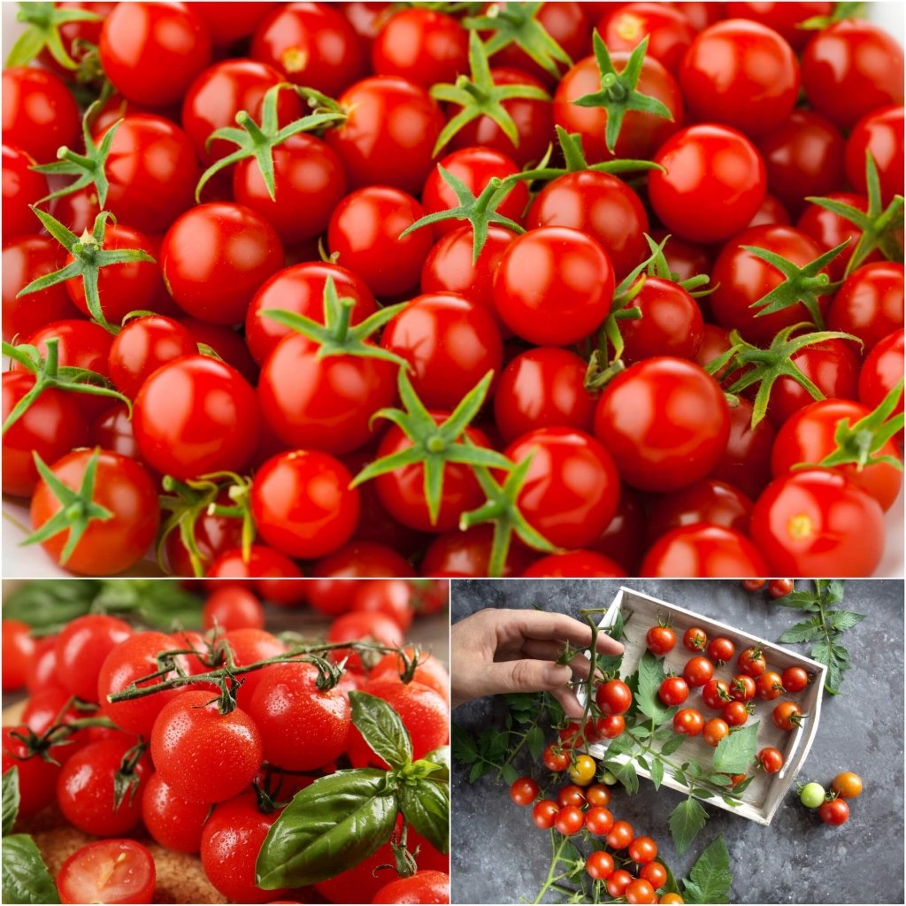 Tomato - Tomme Toe seeds - Happy Valley Seeds