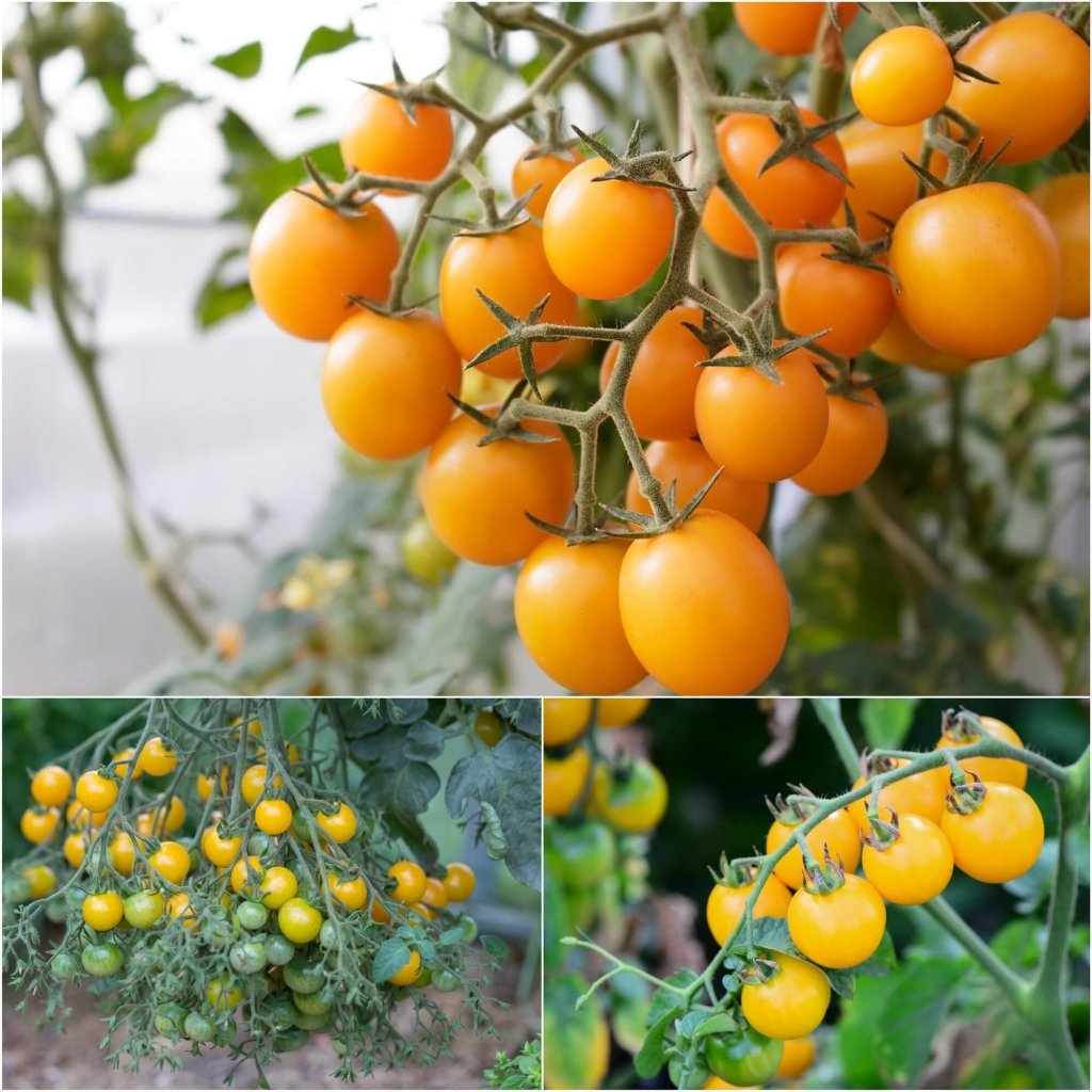 Tomato - Tomme Toe Yellow seeds - Happy Valley Seeds
