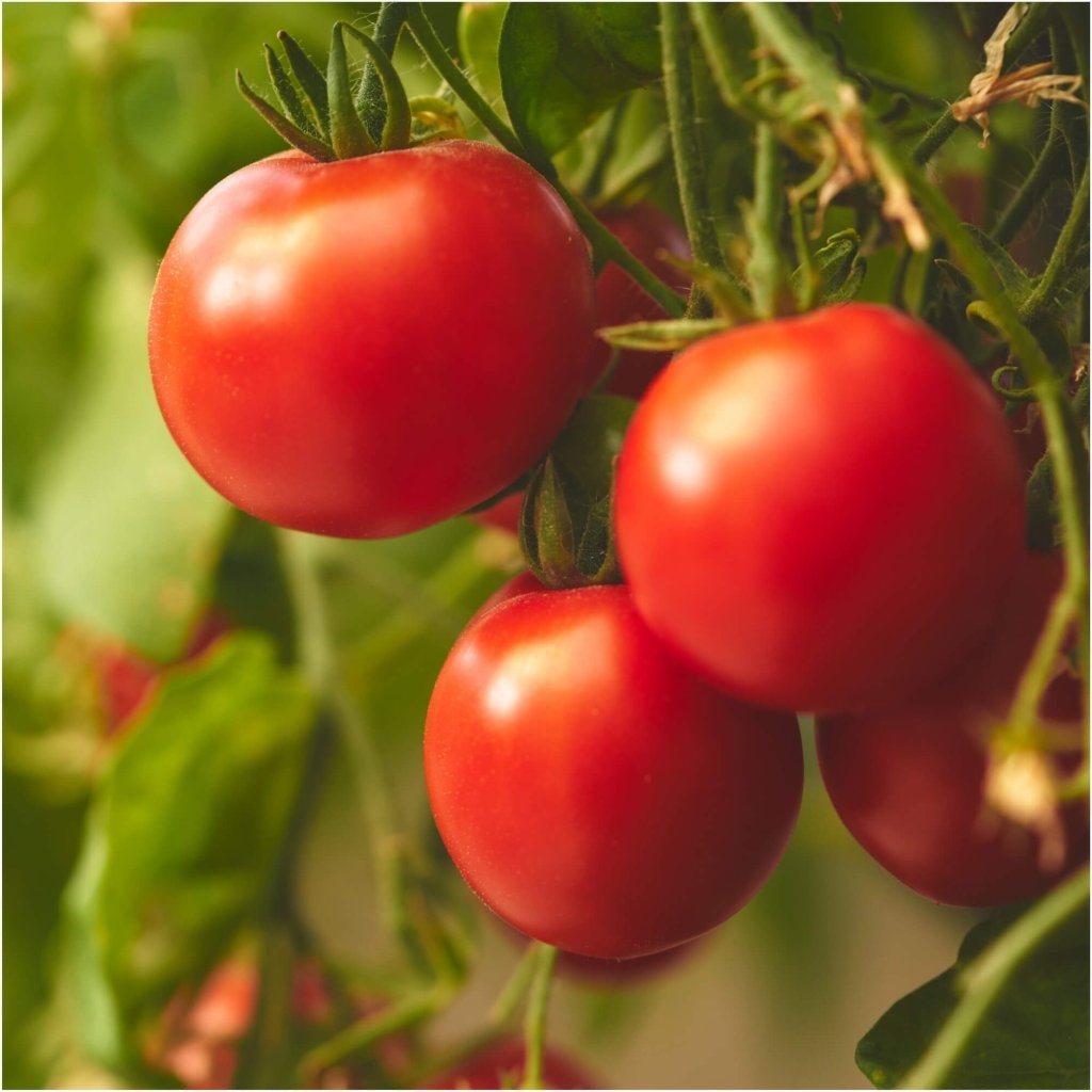 Tomato - Urbana seeds - Happy Valley Seeds