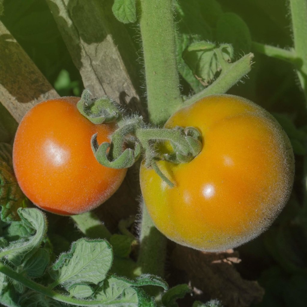 Tomato - Wapsipinicon Peach seeds - Happy Valley Seeds