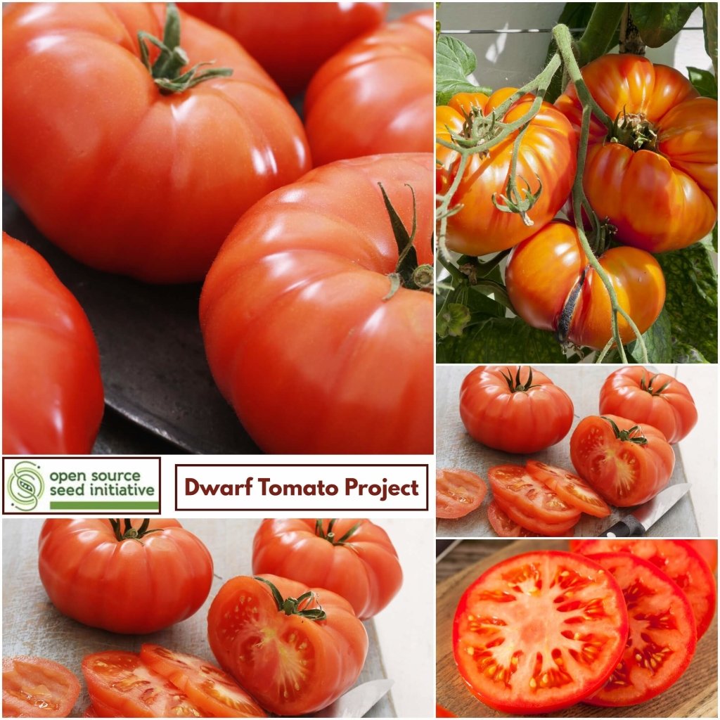 Tomato - Waratah seeds - Happy Valley Seeds