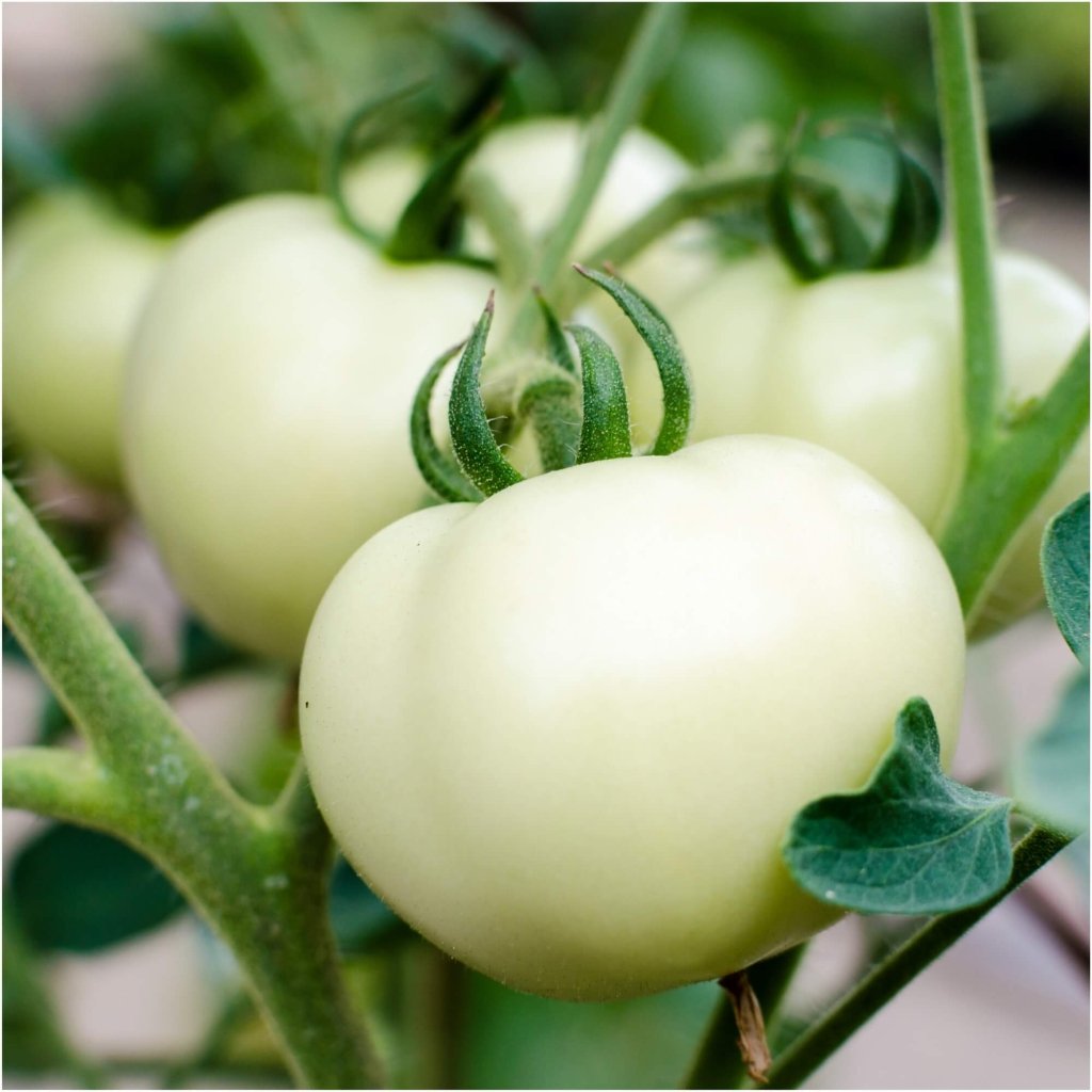Tomato - White Beauty seeds - Happy Valley Seeds
