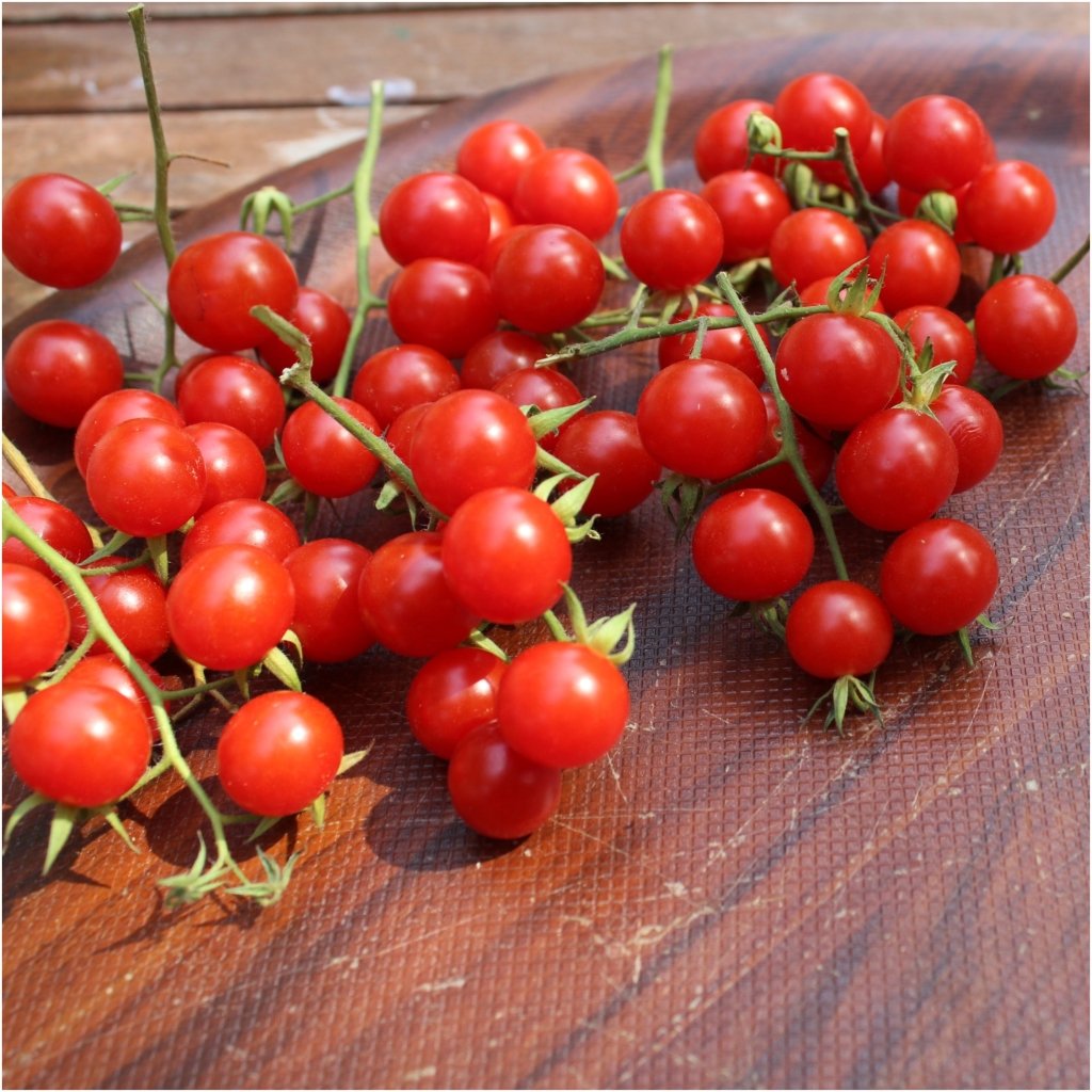 Tomato - Wild Sweetie seeds - Happy Valley Seeds