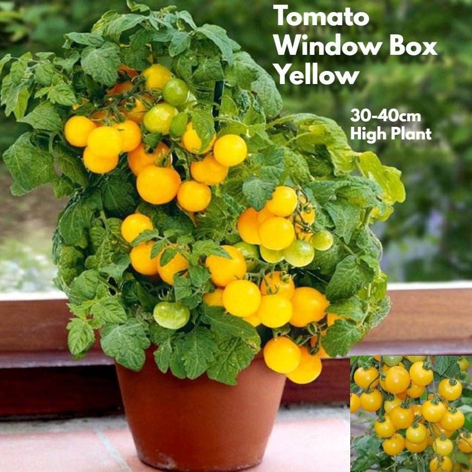 TOMATO - Window Box Yellow seeds