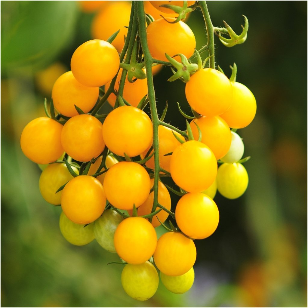 Tomato - Yellow Cherry Honey Bee seeds - Happy Valley Seeds