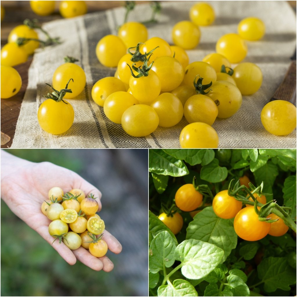 Tomato - Yellow Currant seeds - Happy Valley Seeds