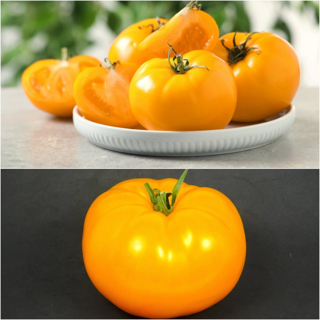 Tomato - Yellow Grosse Lisse seeds - Happy Valley Seeds