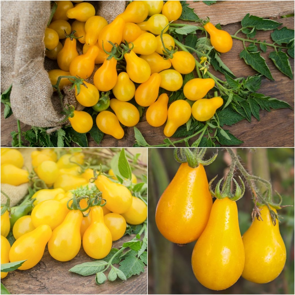 Tomato - Yellow Pear seeds - Happy Valley Seeds