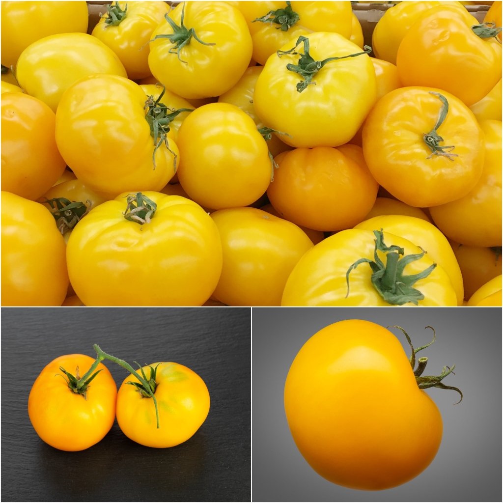 Tomato - Yellow Perfection seeds - Happy Valley Seeds