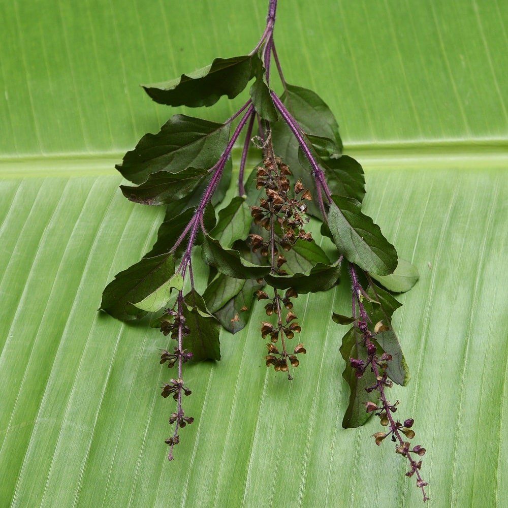TULSI - Krishna (Holy Basil) seeds