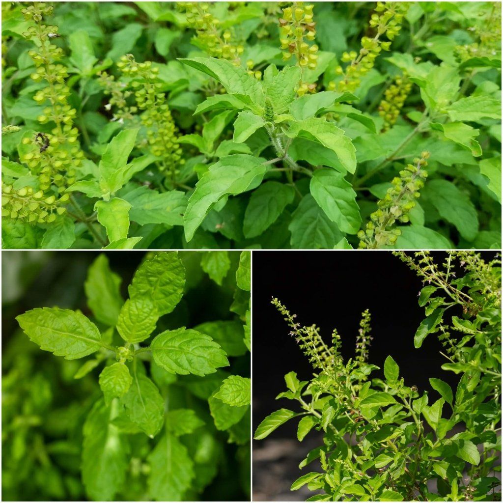 TULSI - Rama (Green Holy Basil) seeds - Happy Valley Seeds