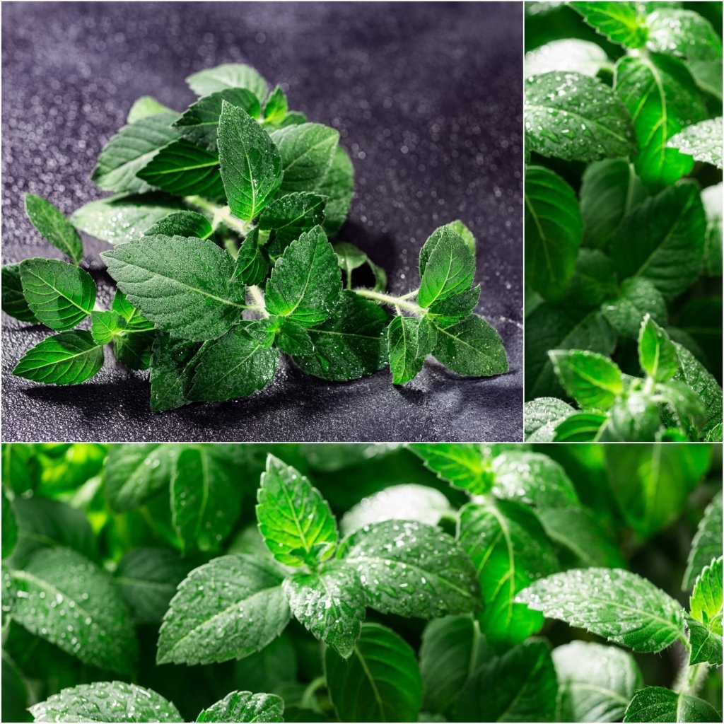 Tulsi - Temperate (Kapoor - Holy Basil) seeds - Happy Valley Seeds