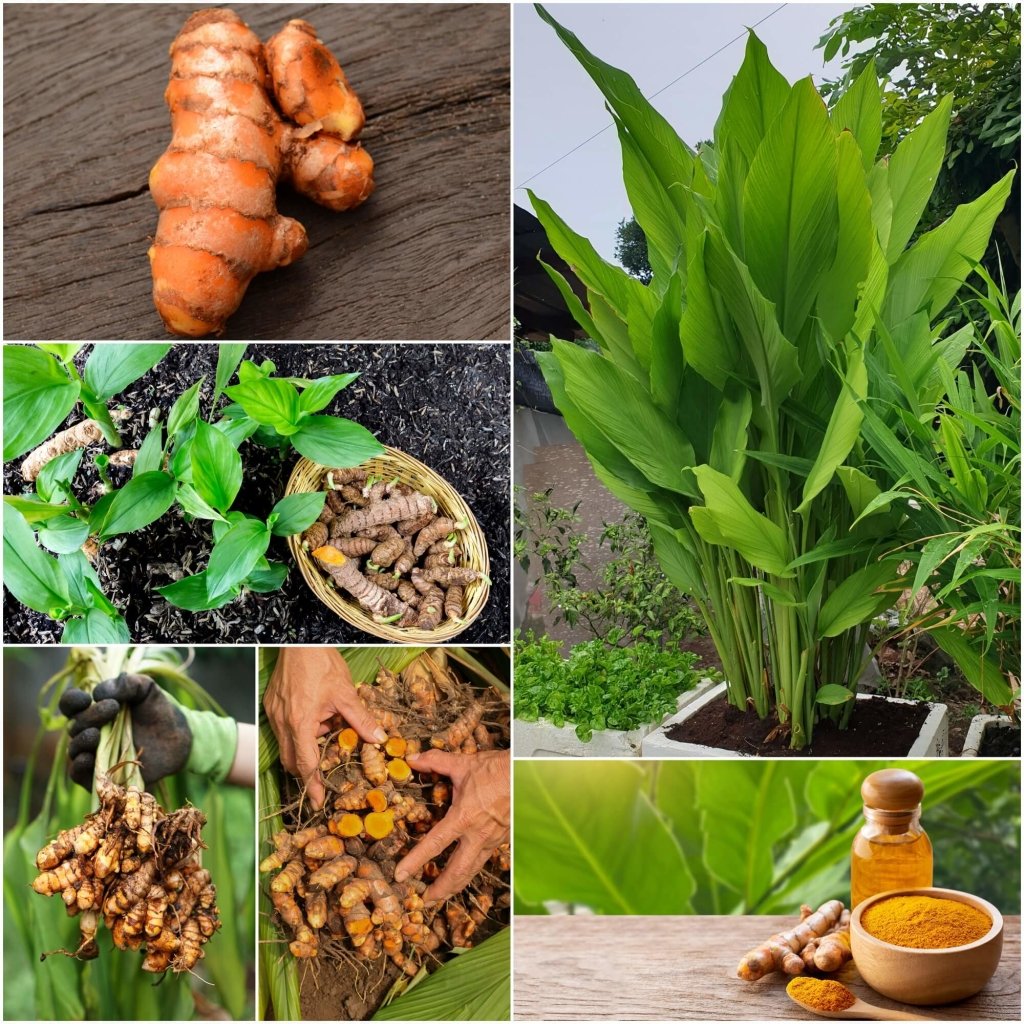 Turmeric Rhizome (Pack of 2) - Happy Valley Seeds