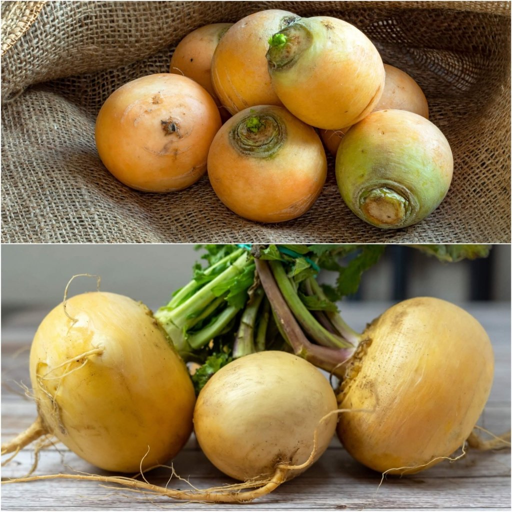 Turnip - Golden Globe seeds - Happy Valley Seeds