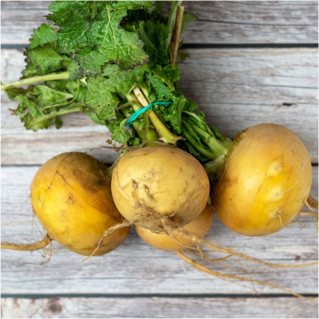 Turnip - Golden Globe seeds - Happy Valley Seeds