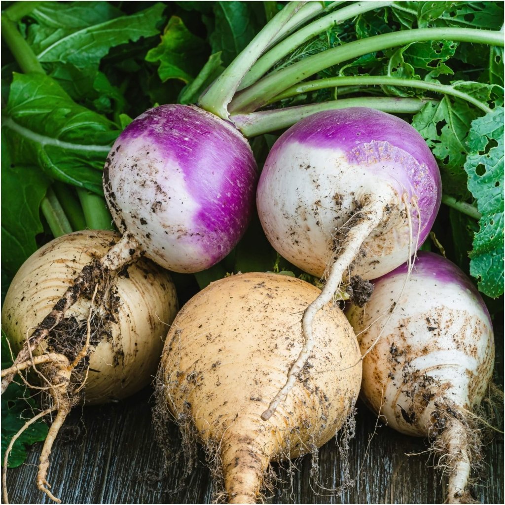 Turnip - Heirloom Mix seeds - Happy Valley Seeds